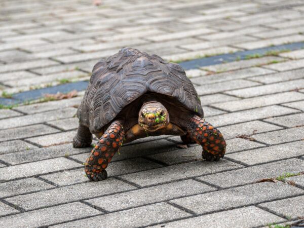 Help Us Bring a Turtle to the Classroom! 🐢💚