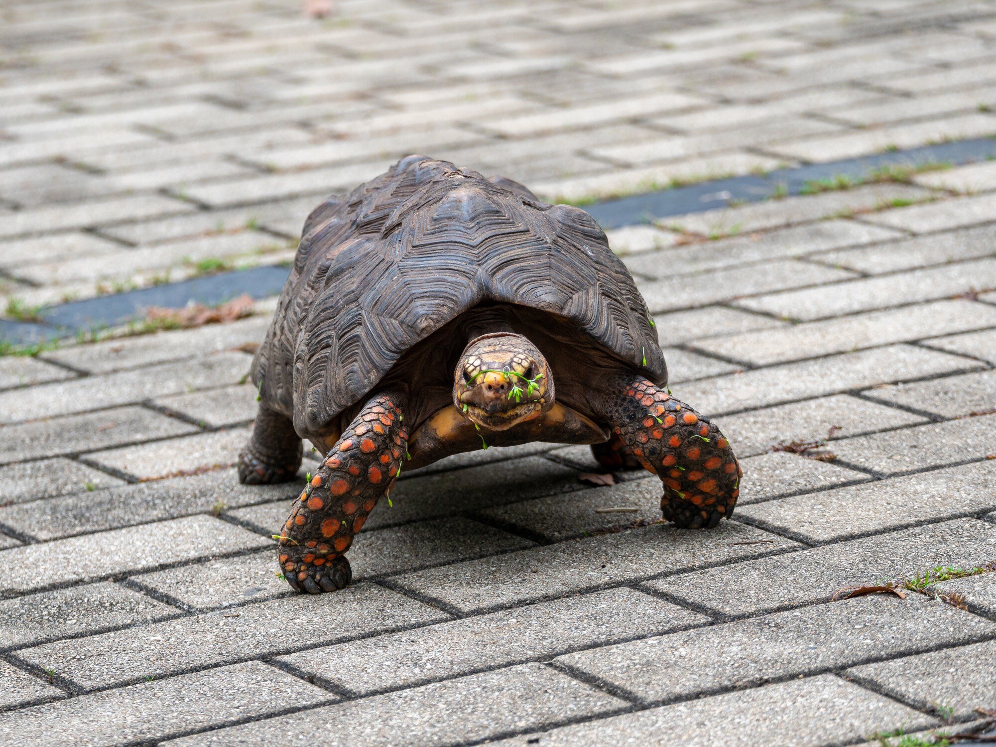 Help Us Bring a Turtle to the Classroom! 🐢💚